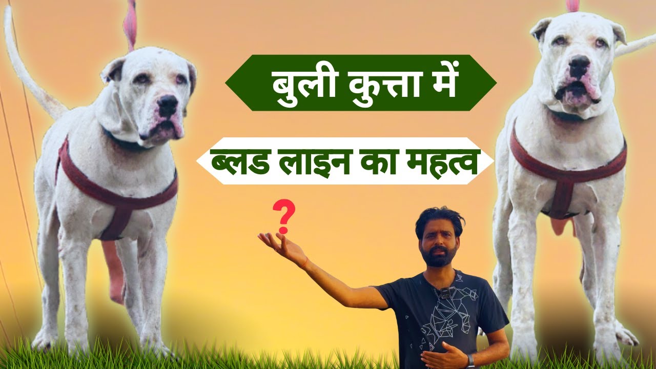 बुली कुत्ता में ब्लड लाइन का महत्व कितना होता है सभी बुली प्रेमियों को जानना जरूरी // Bully Kutta //