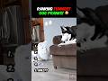 Ranking DOGS Falling For PRANKS!! 🤣 🐶  #funny #dogs #dogvideos #dogshorts #pranks #viral