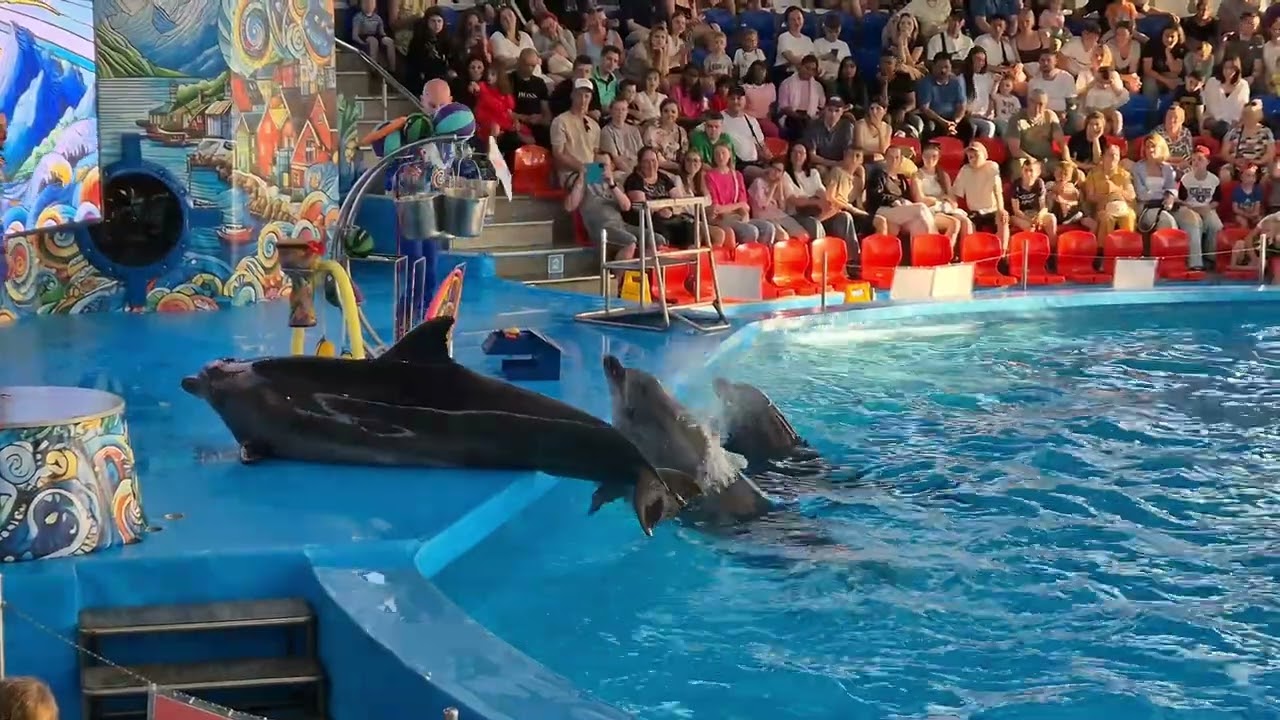 عرض الدولفين 🐬  سوتشي  بارك  ديزني لاند، روسيا #البحرين