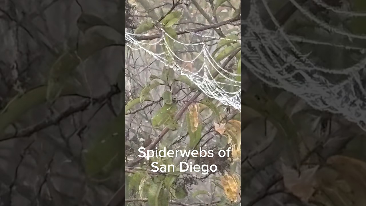 Funnel weaver spiders are a vital part of habitats and ecosystems in Southern California