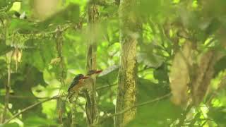 BERBAGAI MACAM BURUNG YG ADA DI KALIMANTAN