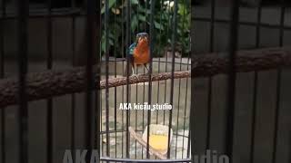 Kolibri Wulung Gacor Pancingan Kowul Langsung Nyaut Paling Ampuh