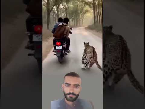 حين خانت الدراجة الطريق وسقطت بلغ النمر ذروة المطاردة لكنه وقف قوة تعرف متى تتراجع 