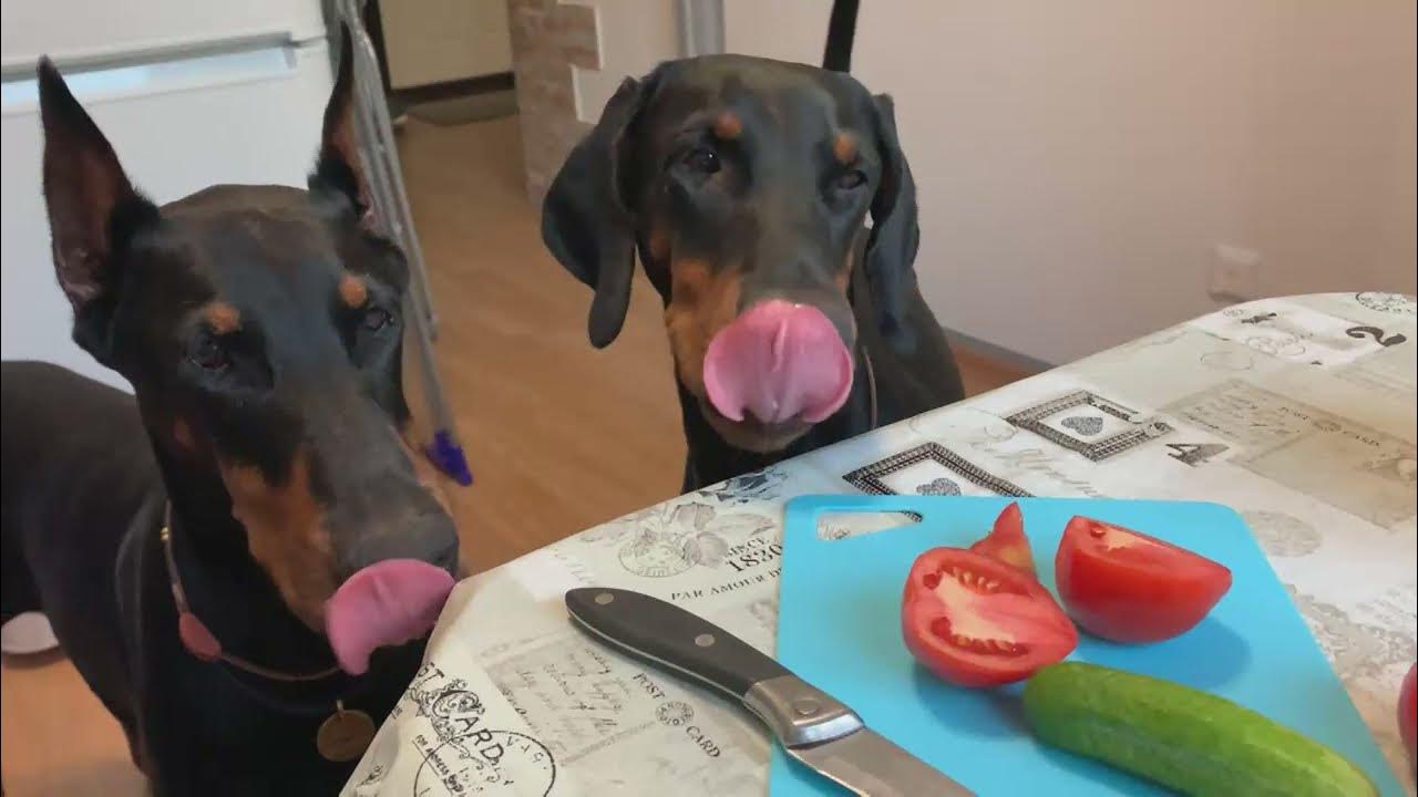 Доберман смешной. Собака собирается на дачу прикол. Доберман дача видео. Собака собирается на дачу. Собака собирается.