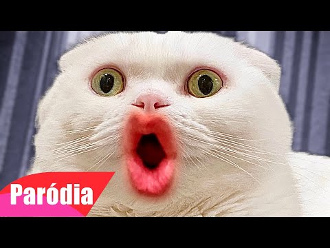 Gatos engraçados #tentenãorir #gatosengraçados #videodegatos #videosen