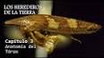El fascinante mundo de la entomología molecular ile ilgili video