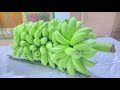 وادي الغيل رحلة مع الإنسان والمكان والموروث