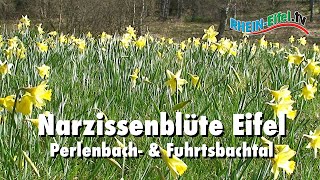 Narzissenblüte Eifel Rhein-Eifel.tv