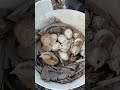 🐣 Recién nacidos y ya son lo más tierno que verás hoy 😍#Shorts #Pollitos #Nacimiento #CuteAnimals