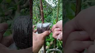 simple air layering technique🌳 #airlayering #bonsai #usa #diy