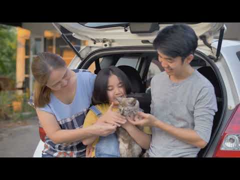 Round Square Or Triangle Your Cat S Face Personality Clues