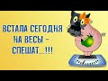 ✔️Если бабушка говорит, что ты отлично выглядишь, значит, нужно срочно худеть. Анекдоты с Волком.