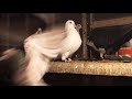 ГОЛУБИ. Все обо всем и все не о чем#голуби#голубеводство#бойныеголуби#pigeon#tauben