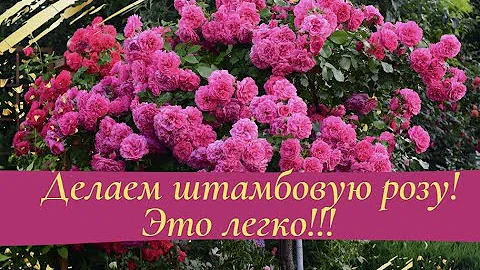Делаем штамбовую розу! Это легко!!!