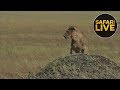 safariLIVE - Sunrise Safari - August 7, 2018