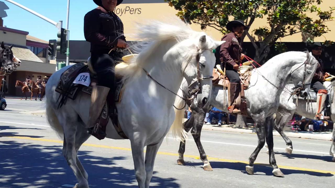 Salinas California Horse Parade(6) YouTube