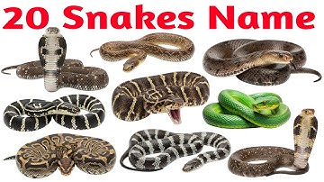 Snake Names for Kids | Learn 20 Types of Snakes in English | Preschool & Toddler Learning Video