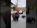 「熊対策の新兵器がついに始動。まさかの瞬間が映る」