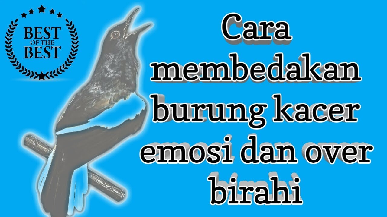 Cara Membedakan Burung Kacer Emosi Dan Over Birahi Youtube