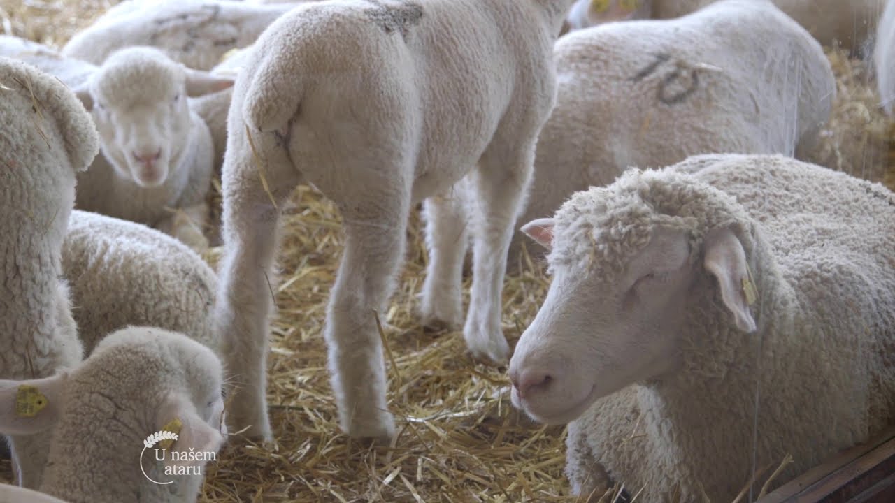 Vrhunske Ile de France ovce, Delta Agrar - U nasem ataru 742