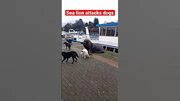HUGE SEA LION ATTACKS DOGS January 11 2003 