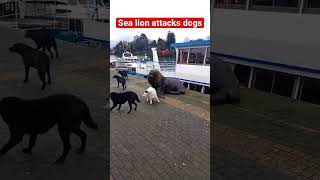 HUGE SEA LION ATTACKS DOGS😳😳 January 11, 2003