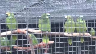 Parrot Zoo