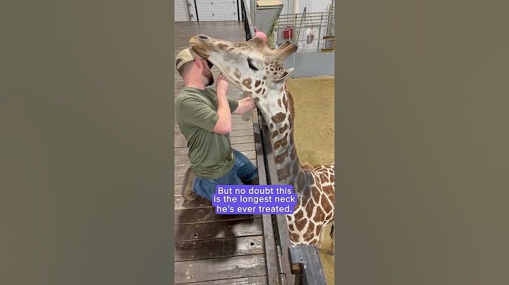 Chiropractor adjusts Gerry the giraffe's neck | Humankind #shorts