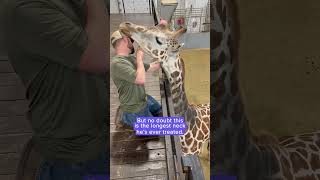 Chiropractor adjusts Gerry the giraffe's neck | Humankind #shorts