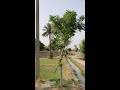 Chal Bulya Uthy Chaliye Pure Village Life Video Chal Bulya Uthy Chaliye Pure Village Life Video