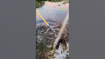 Cá Lớn - bắt Cá Lóc Khủng bằng thòng lọng 😱 #khacthuyvlogg