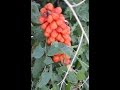 ARO (Arum maculatum) PLANTAS MEDICINALES