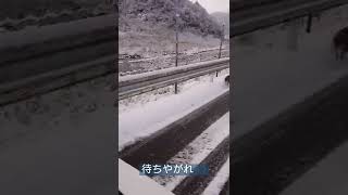 朝からうり坊🐗を追い回す❗#shorts