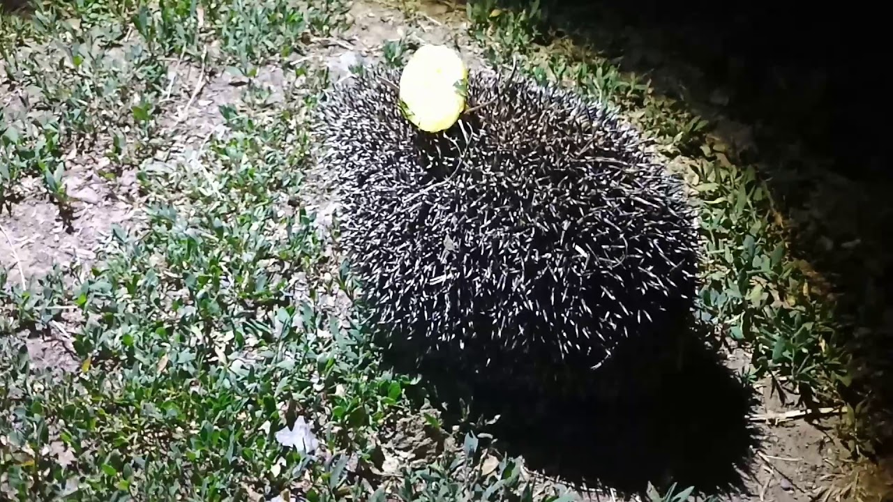 ОТДЫХАЛИ И УВИДЕЛИ ЕЖА. УГОСТИЛИ КОЛЮЧЕГО ВКУСНЯШКАМИ #ежик - YouTube