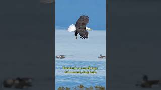 The View Of An Eagle Flying In The Sky, The Greatness Of A Bird Of Prey