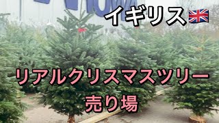 【海外生活】イギリスのモミの木売り場！リアルクリスマスツリーを買いに行く