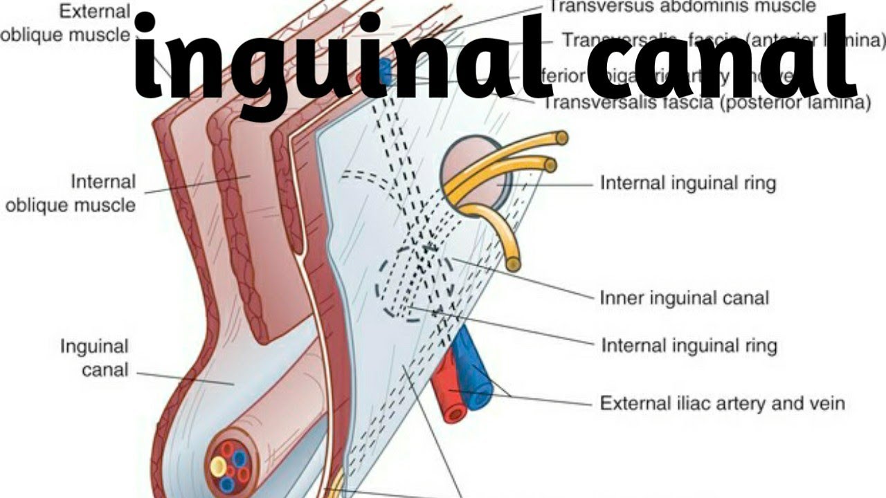 3d tour of inguinal canal