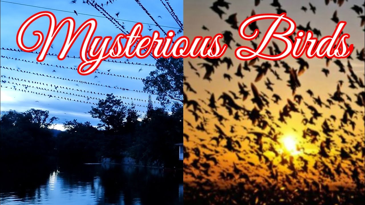 The Unbelievable Mass Suicide of  Birds! Haflong Dima Hasao (Assam) 