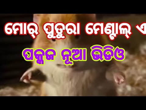 new-pankaj-bhoi-sambalpuri-funny-comedy-video-#pankaj_funny-#pqnkaj_bhoi-#sambalpuri-#comedy