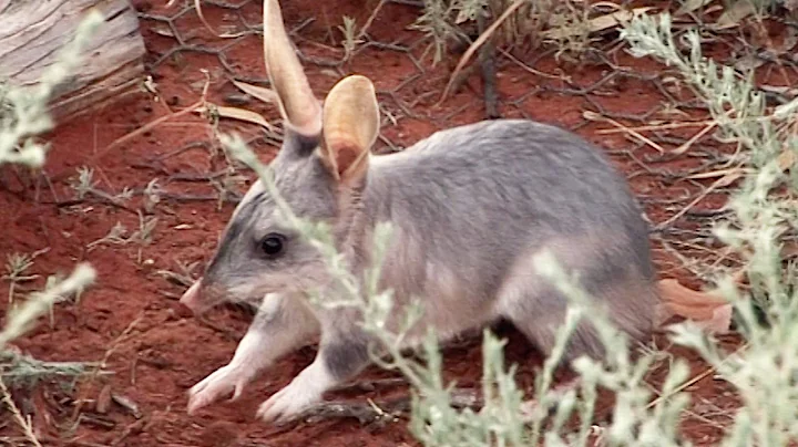 Rescuing The Bilbies | Nature's Miracle Babies | B...