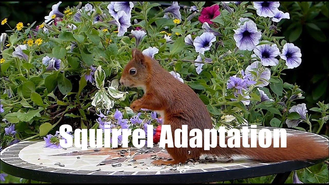 squirrels-adaptation-in-squirrels-adaptation-in-animals-squirrels