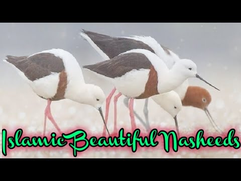 nasheed-arabic-beautiful-|-new-nasheed-2019-|-#nasheed2019