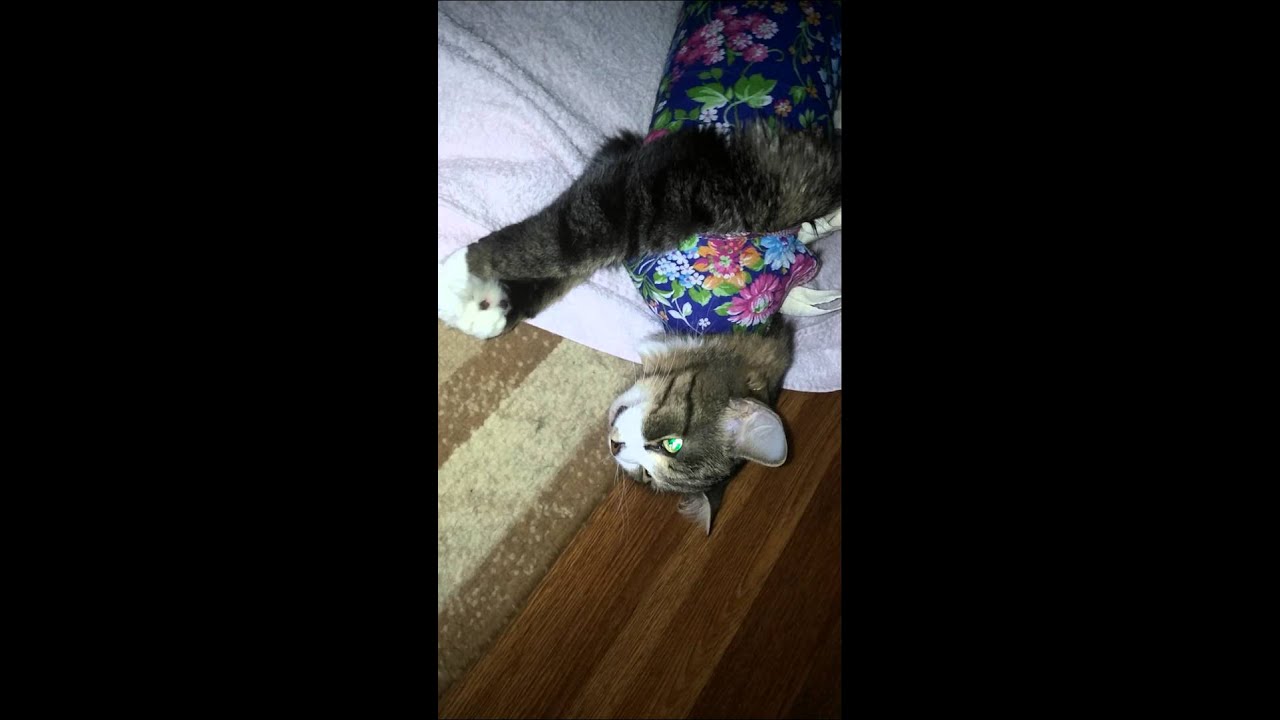 Кошка после наркоза (cat after anesthesia) Продолжение (Part 2)