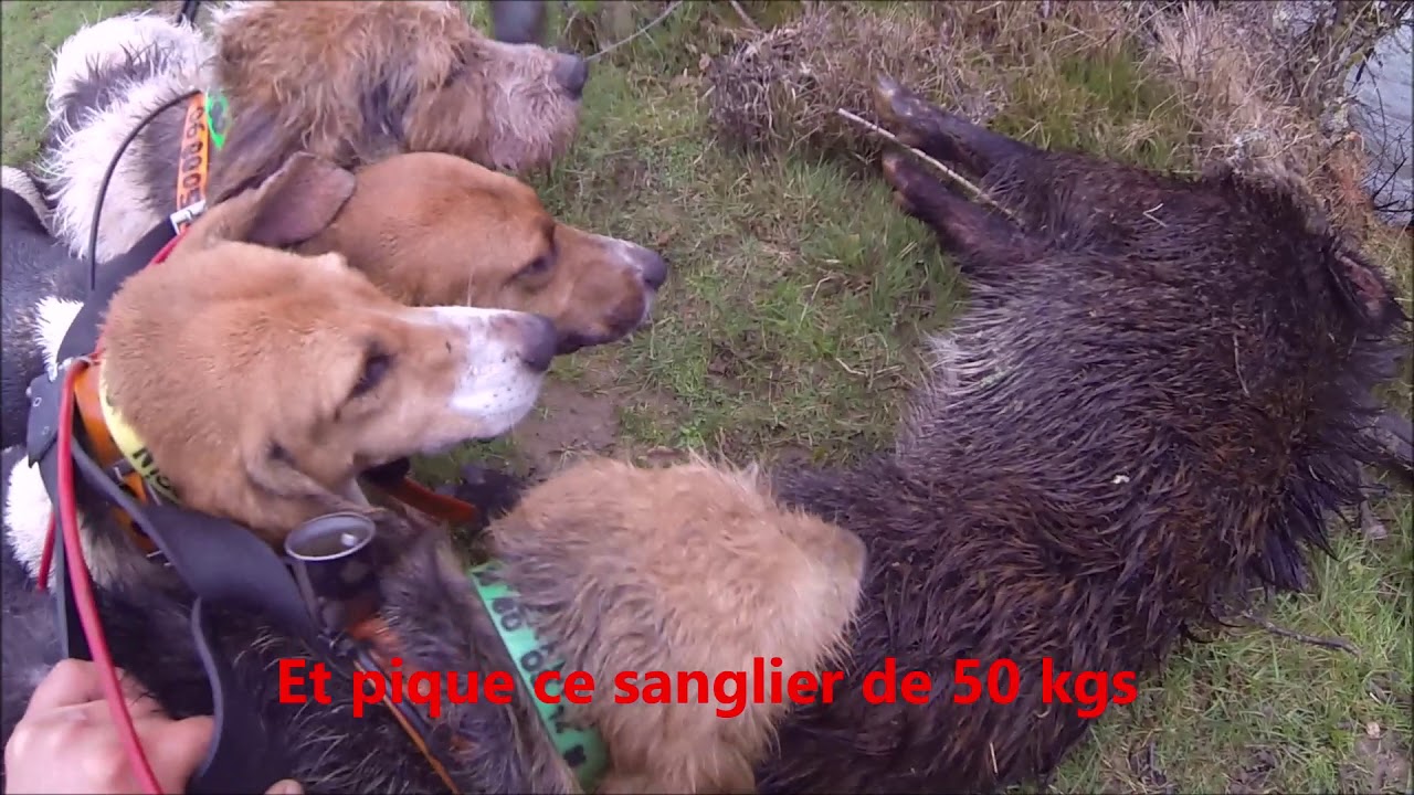 Chasse sanglier, saison 2019 2020, tirs, fermes, et prises de sangliers
