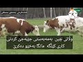 زانیاری دەربارەی مانگای شیر دەر 