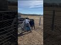 Loading Heifers with the All-Purpose Corral