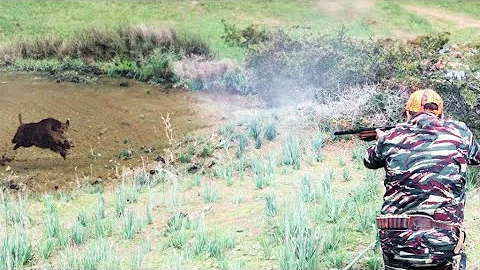 Hunting Wild Boar: PART 7-Season 2024 ||  - KHEMISSET