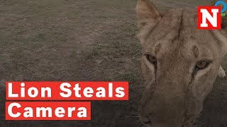 Lion Steals Video Camera, Records Journey