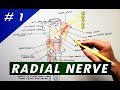 Radial Nerve - part #1 | Anatomy Tutorial