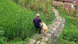 Dashain Aayo || Fighter Flying Khasi || Ramailo Chiya Guff Gaff ||  Village Life #pokhara